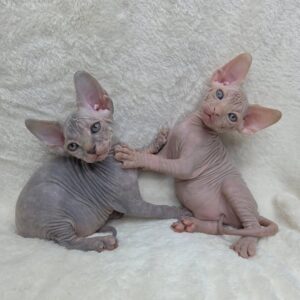 Elia & ELio Male – female