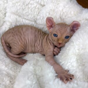 sphynx cat for sale
