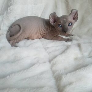 blue sphynx cat for sale