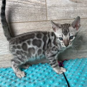 Silver Bengal Cat For Sale