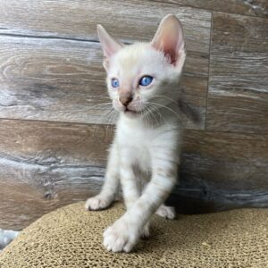 Seal Lynx Bengal Cat For Sale