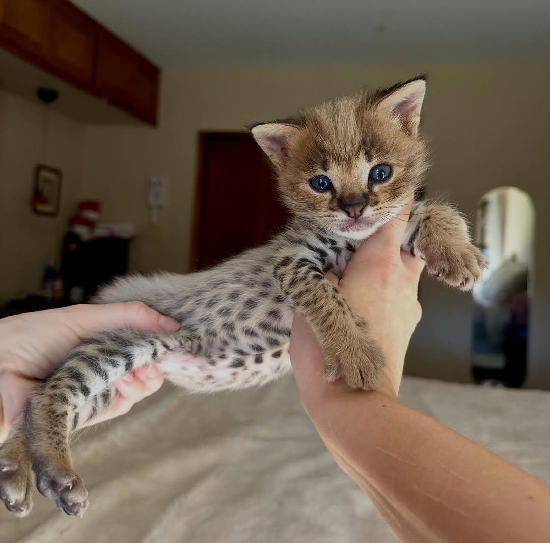 Arthur – Male - Image 3