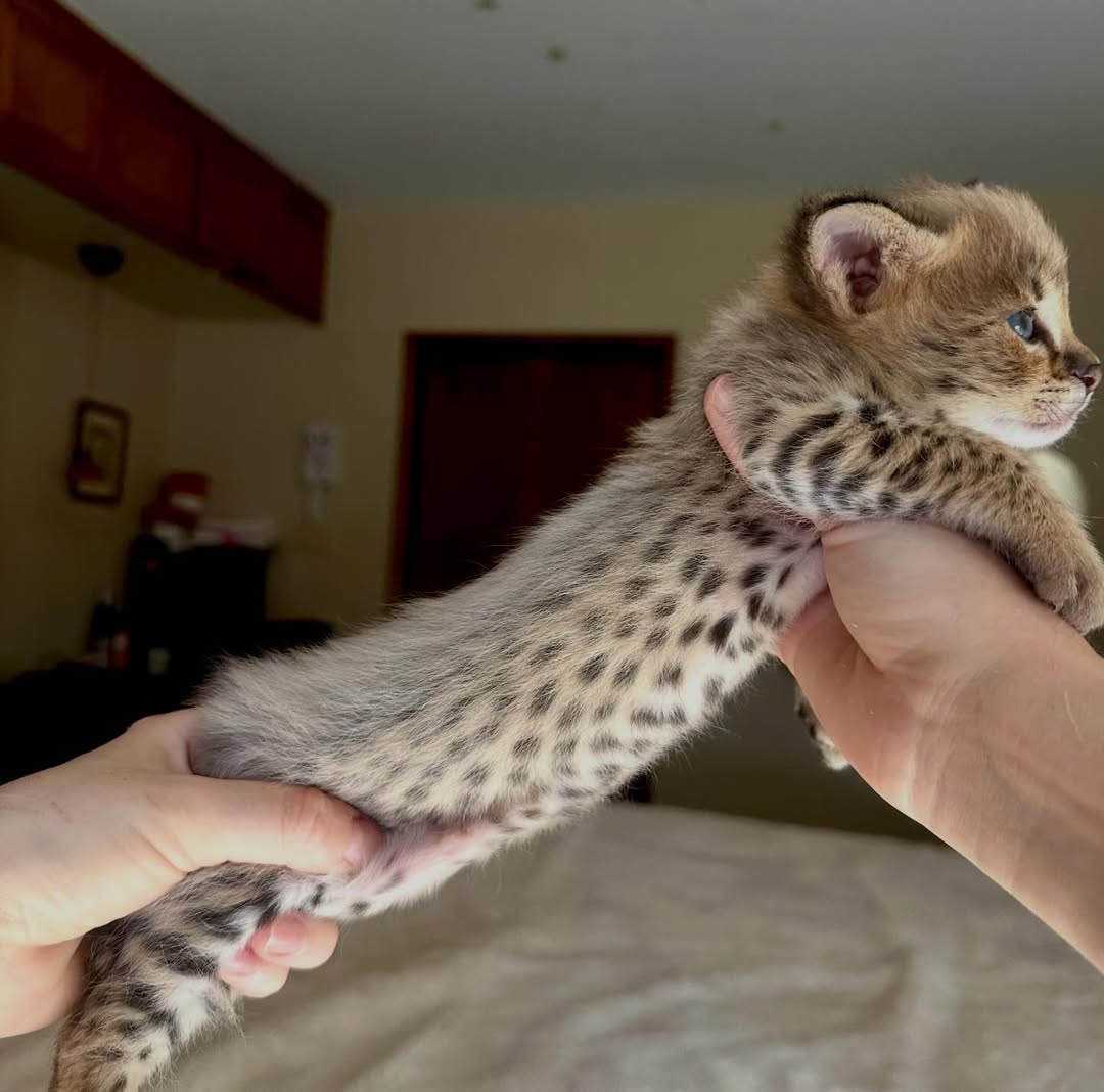 Arthur – Male - Image 2