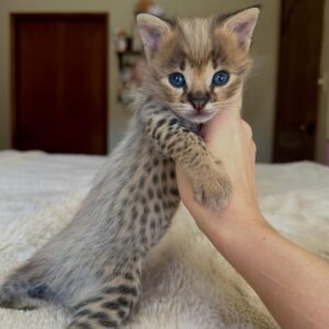 Arthur F1 Savannah cat for sale male kitten spotted coat