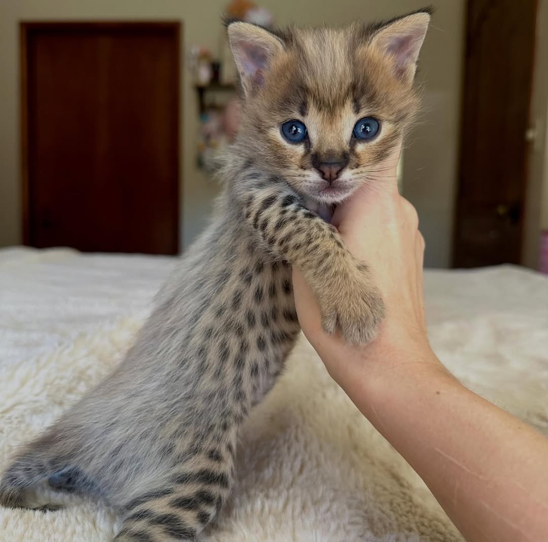 Arthur F1 Savannah cat for sale male kitten spotted coat