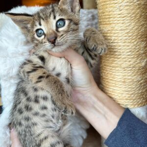 Biscuit F4 Savannah cat for sale male kitten spotted coat